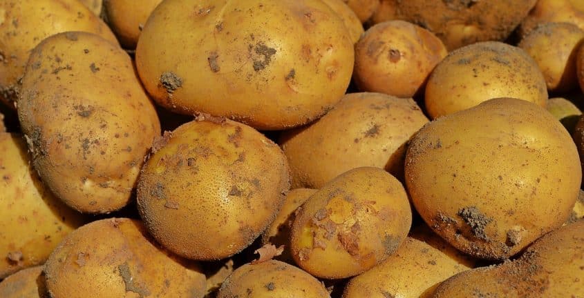 Comment assurer le bon déroulement de sa récolte pomme de terre ?