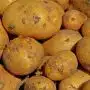 Comment assurer le bon déroulement de sa récolte pomme de terre ?