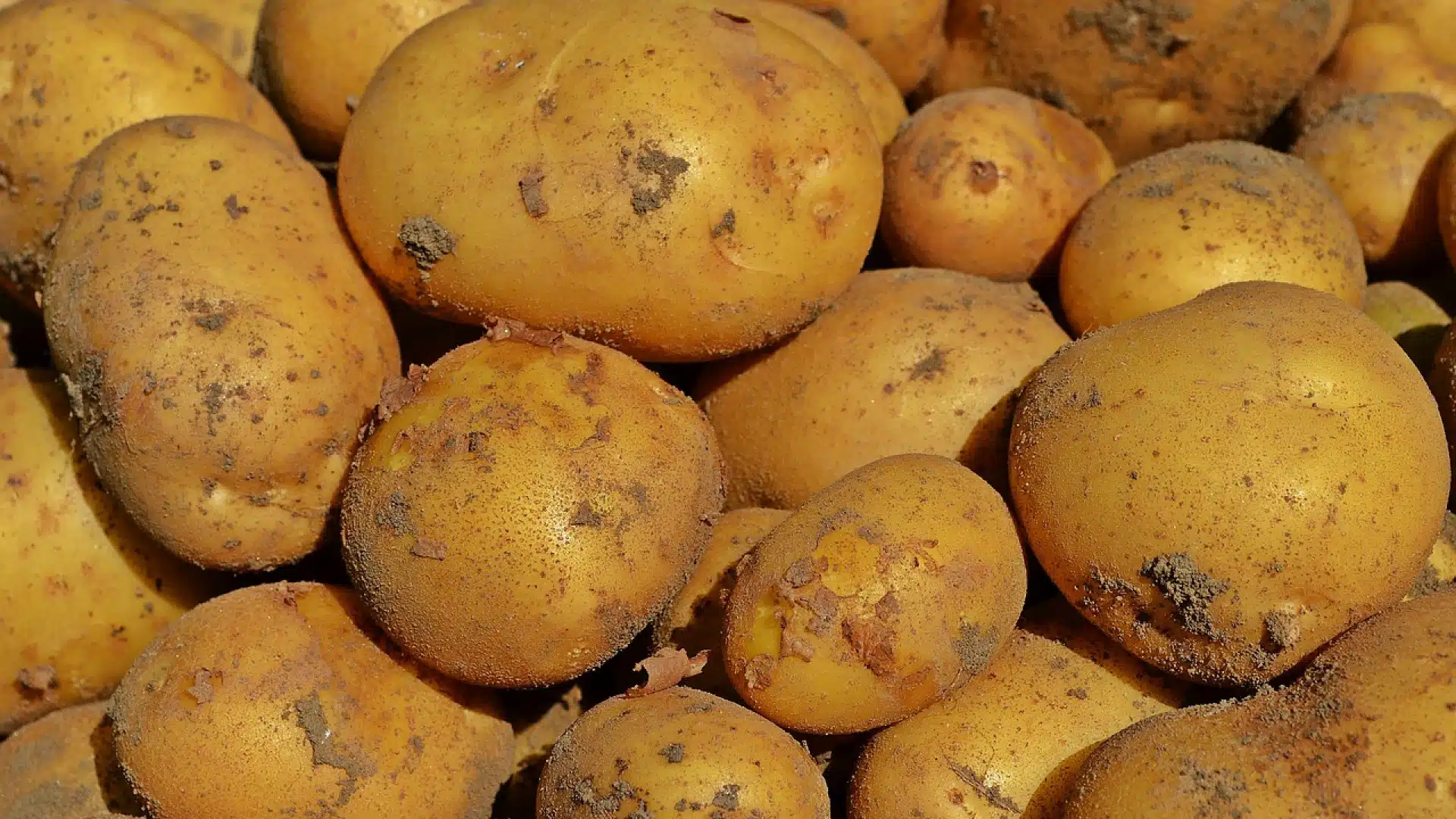 Comment assurer le bon déroulement de sa récolte pomme de terre ?