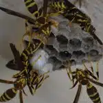 Nid de guêpes : qui appeler pour s'en débarrasser ?