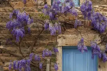 Bouture de glycine : période, technique et plantation