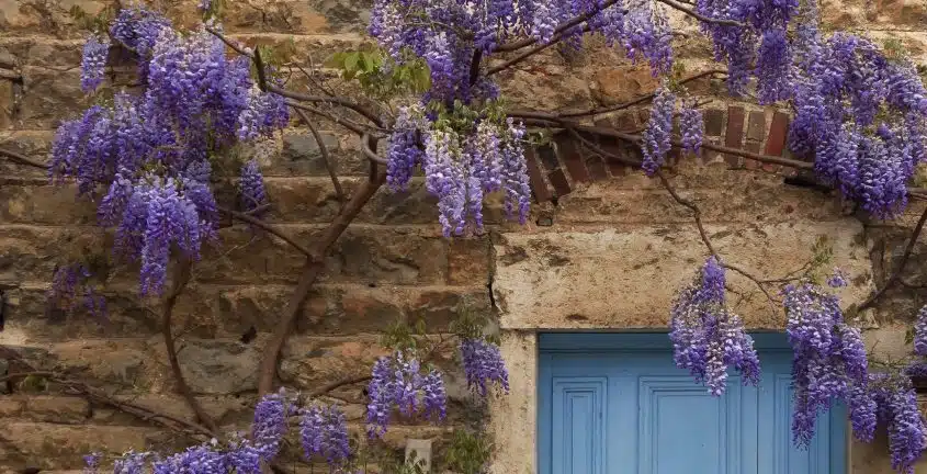 Bouture de glycine : période, technique et plantation