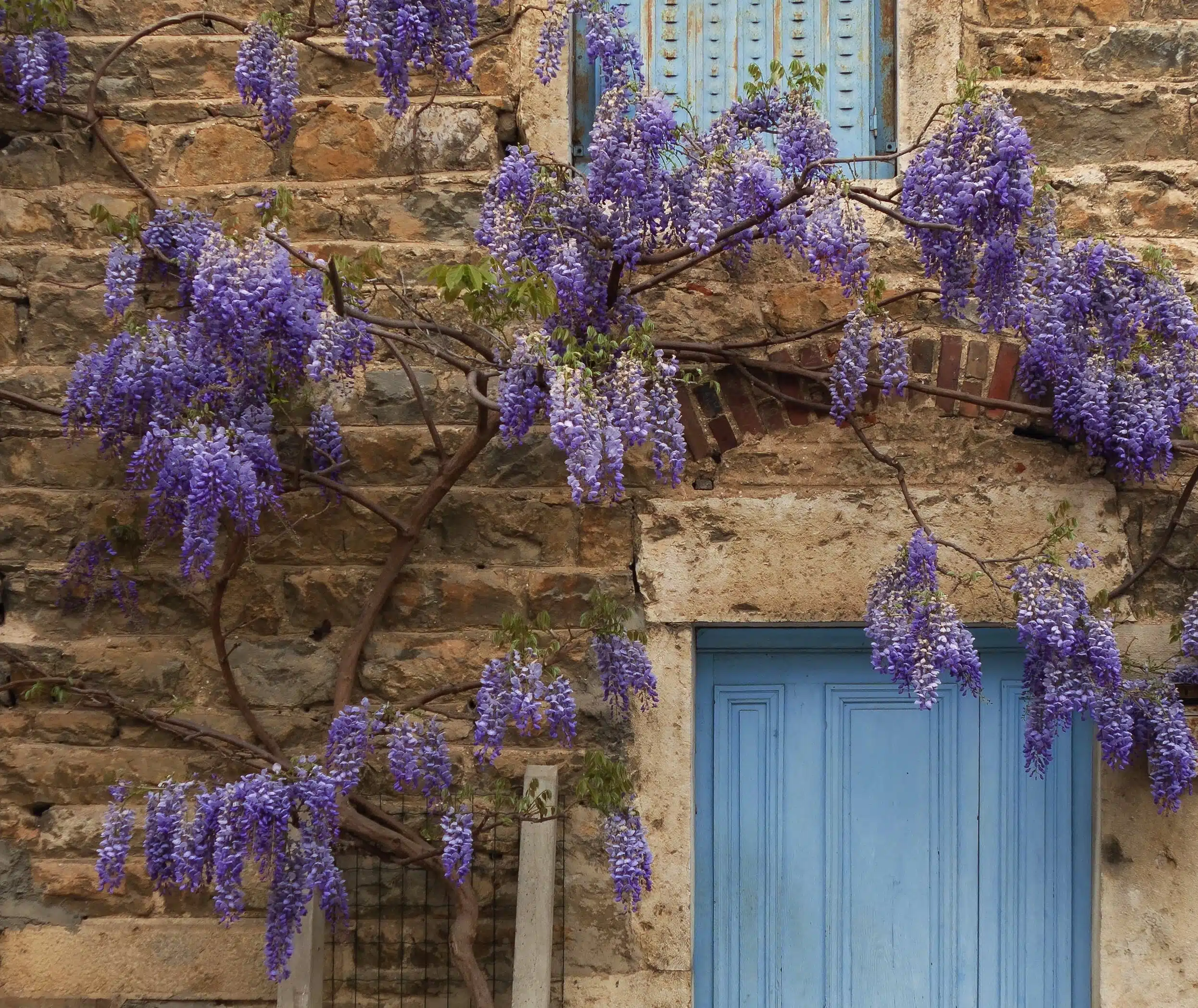 Bouture de glycine : période, technique et plantation