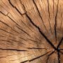 Que savoir sur les bois de la classe d’emploi 3 ?